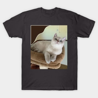 The angry cute cats T-Shirt